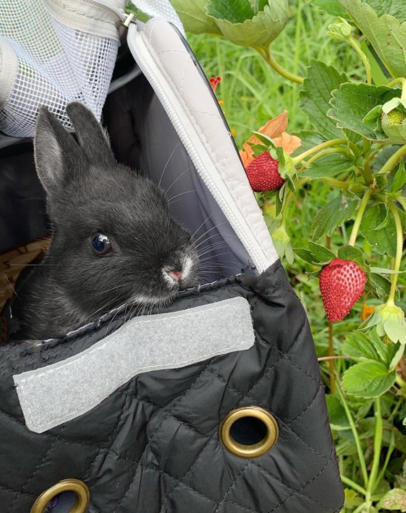 THE BUNNY BAG carrier for rabbits Mr.Rabbit