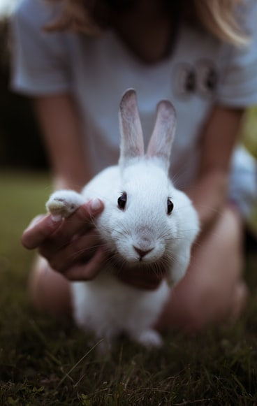 The Essential Rabbit Nail Care Guide