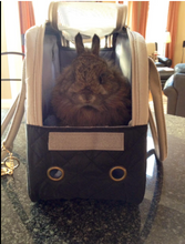 Load image into Gallery viewer, THE BUNNY BAG - carrier for rabbits
