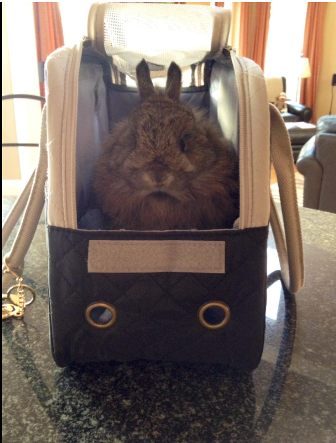 THE BUNNY BAG carrier for rabbits Mr.Rabbit