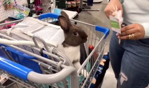 THE BUNNY BAG - carrier for rabbits