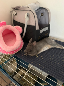 THE BUNNY BAG - carrier for rabbits